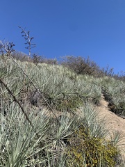 Puya coerulea