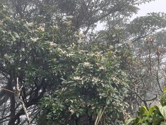 Pieris japonica taiwanensis