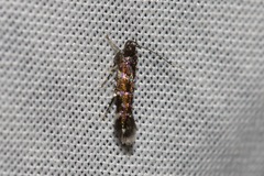 Stagmatophora argyrostrepta