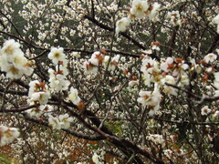Prunus mume