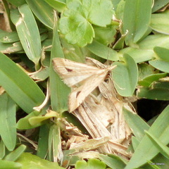 Diasemia monostigma
