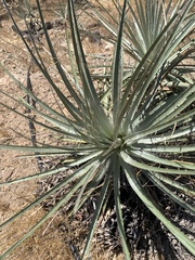 Puya coerulea