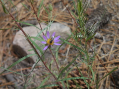 Erigeron foliosus