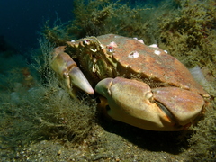 Metacarcinus anthonyi