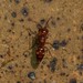 Myrmosula parvula - Photo (c) Even Dankowicz, μερικά δικαιώματα διατηρούνται (CC BY), uploaded by Even Dankowicz