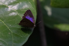 Arhopala alitaeus