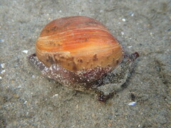 Bulla gouldiana