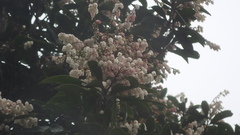 Pieris japonica taiwanensis