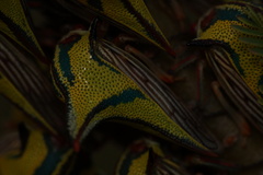 Umbonia