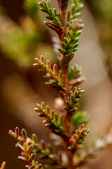 Calluna vulgaris