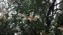 Pieris japonica taiwanensis