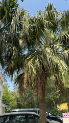 Livistona chinensis