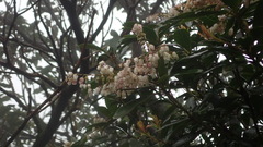 Pieris japonica taiwanensis