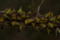 Umbonia