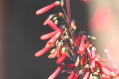 Penstemon centranthifolius