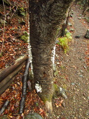 Mycoleptodonoides aitchisonii