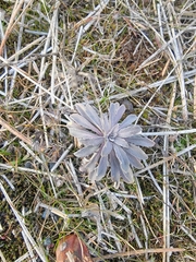 Boechera retrofracta