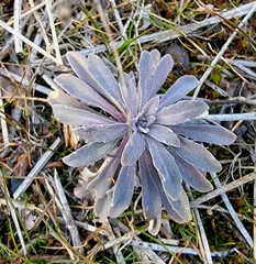 Boechera retrofracta