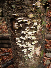 Mycoleptodonoides aitchisonii