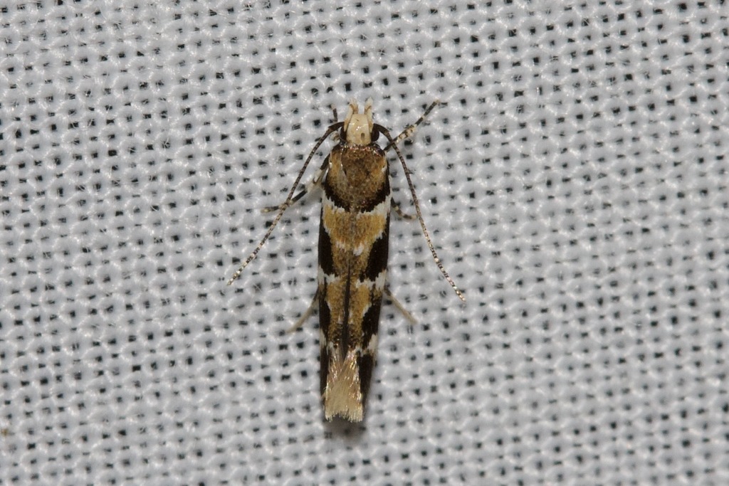 Labdia bryomima