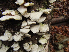 Dryopteris lacera