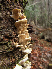 Mycoleptodonoides aitchisonii