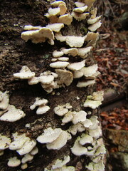 Mycoleptodonoides aitchisonii