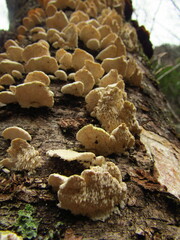 Mycoleptodonoides aitchisonii