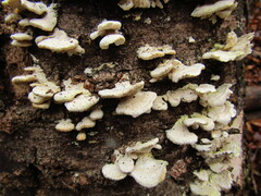 Mycoleptodonoides aitchisonii