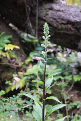 Digitalis purpurea