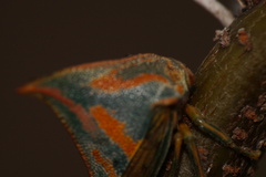 Umbonia