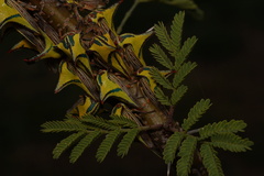 Umbonia