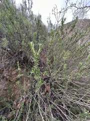 Eriogonum fasciculatum