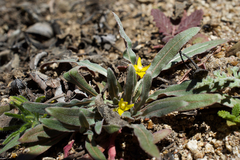 Camissoniopsis micrantha