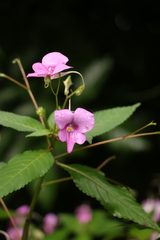 Impatiens macrovexilla