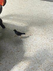 Acridotheres tristis