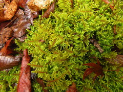 Hypnum plumaeforme