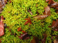 Hypnum plumaeforme
