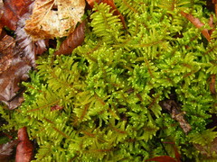Hypnum plumaeforme