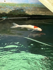 Cyprinus rubrofuscus