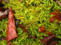 Hypnum plumaeforme