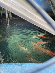 Cyprinus rubrofuscus