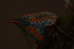 Umbonia