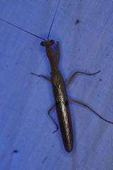 Sphodropoda tristis