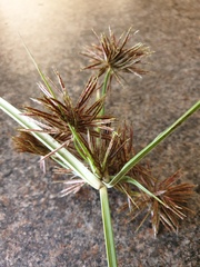 Cyperus congestus