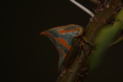 Umbonia