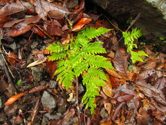 Dryopteris lacera