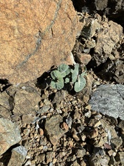 Streptanthus morrisonii