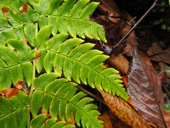 Dryopteris lacera