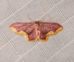 Lophosis labeculata